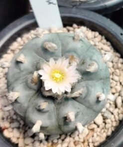 Lophophora Williamsii cactus plant 6 to 6.5 cm