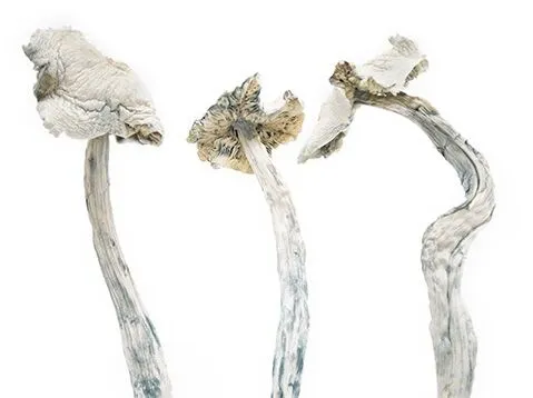Albino-Amazonians-1-shrooms-online-canada-3-amigos@0.5x.webp