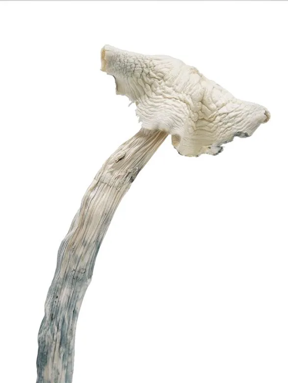 Albino-Amazonians-2-buy-magic-mushrooms-online-canada-3-amigos.webp Order A Amazons For Sale Berlin