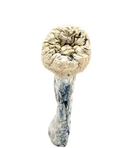 UK Albino Penis Envy Shrooms Delivery