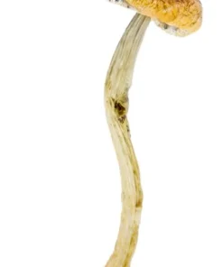 Buy Amazonian Shrooms Online Berlin