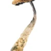 Arenal Volcano Mushrooms For Sale Online Europe