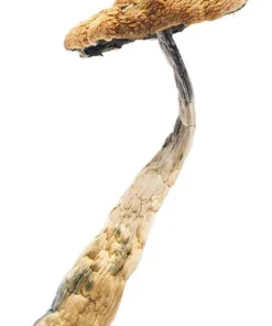 Arenal Volcano Mushrooms For Sale Online Europe