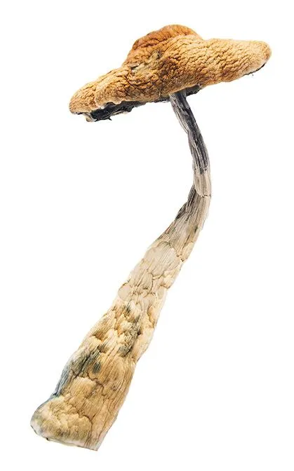 Arenal-Volcano-magic-mushrooms-online-Canada-psilocybin-3-Amigos-health.webp Arenal Volcano Mushrooms For Sale Online Europe