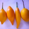 Buy Iboga Fruit Pods Online