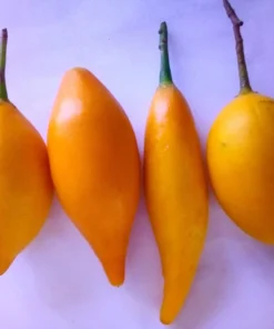 Buy Iboga Fruit Pods Online