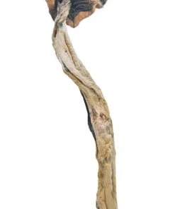 Order Daddy Long Legs Mushrooms For Sale