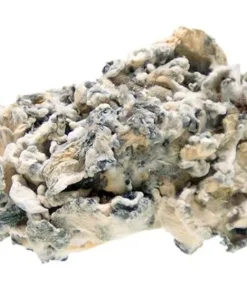 Order Enigma Magic Mushrooms For Sale