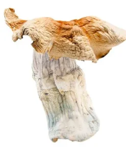 Order Hillbilly Mushrooms For Sale