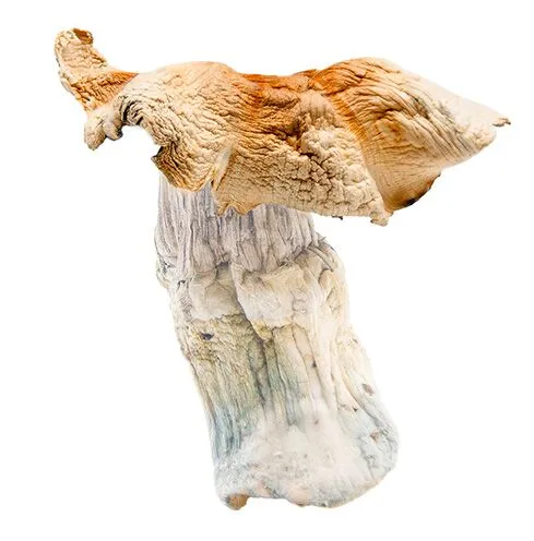 Golden-Teachers-shrooms-magic-mushrooms-online-Canada-psilocybin-3-Amigos.webp Order Hillbilly Mushrooms For Sale