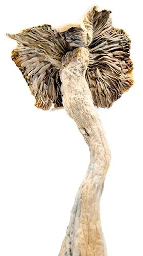 Hill-Billy-v2-1-magic-mushroom-dispensary-canada-3-amigos-72ppi.webp