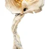 Golden Teacher Mushroom For Sale Europe
