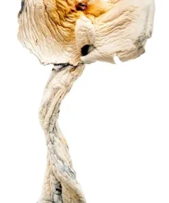 Golden Teacher Mushroom For Sale Europe
