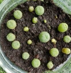 Germination Kit #1