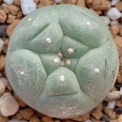 L.W variety Huizache 2.5cm diameter