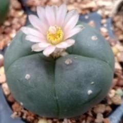 5 L.W cactus plants 3 to 3.5 cm diameter