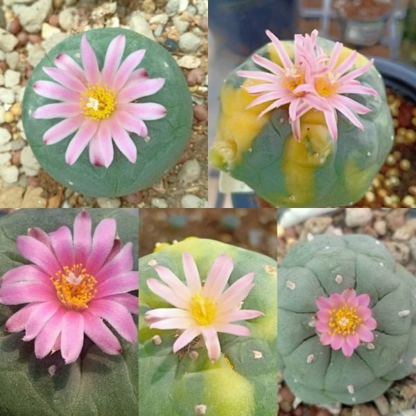 Lophophora-Fricii-mix-varieties-e1627448921412-600x600-1-1.jpg