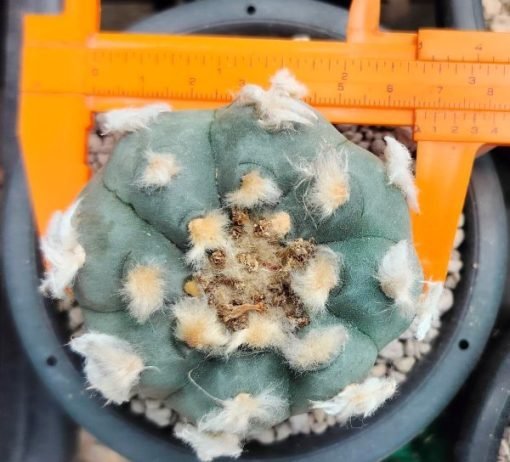 Lophophora-Williamsii-Mature-Peyote-600x544-1-510x462-1.jpg