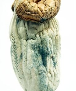 Makilla Gorilla Magic Mushrooms
