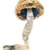 Buy Mazatapec Shrooms Online