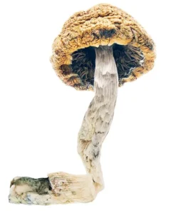 Buy Mazatapec Shrooms Online