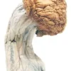 Order Penis Envy Mushrooms For Sale