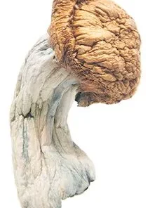 Order Penis Envy Mushrooms For Sale