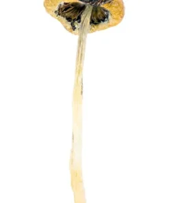 Buy Super Thai Shrooms Online