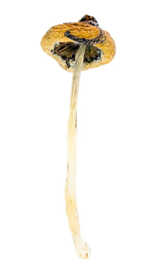 Super-Thai-shrooms-magic-mushrooms-online-Canada-psilocybin-3-Amigos-dispensary-1.webp Buy Super Thai Shrooms Online