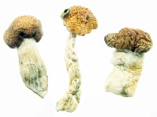 Texas-PE-1-shrooms-online-canada-3-amigos-600x449-1.webp