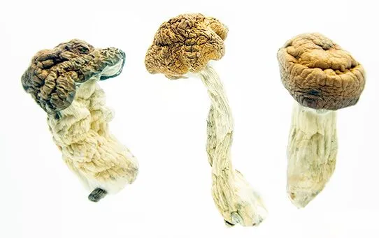 Texas-PE-2-buy-magic-mushrooms-online-canada-3-amigos.webp Texas Penis Envy Delivery UK