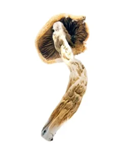 Thai-Koh Samui Magic Mushrooms