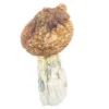 Buy Tidal Wave Shrooms Online