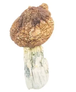 Buy Tidal Wave Shrooms Online