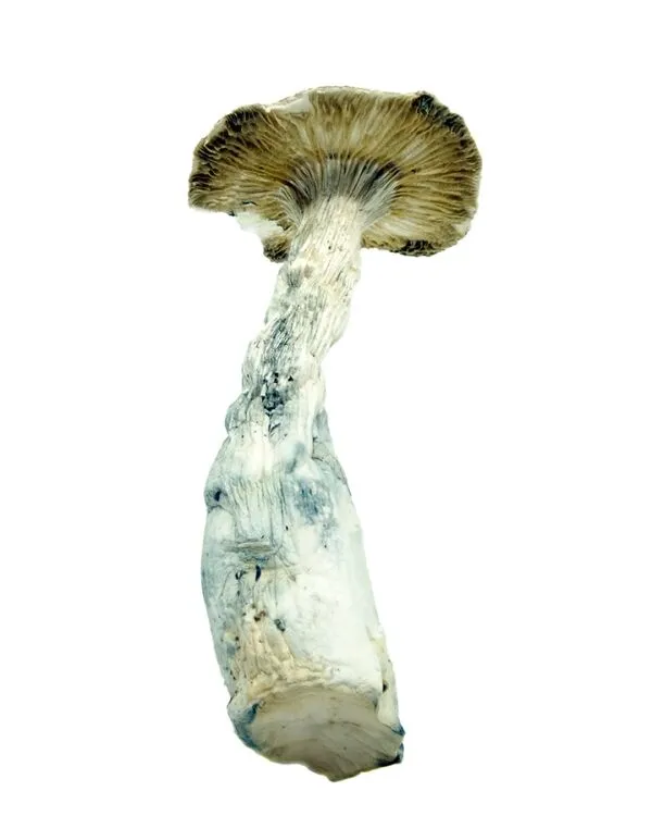 Trasher-PE-1-shrooms-online-dispensary-canada-3-amigos-600x750-1.webp