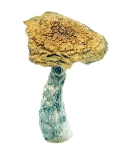 Thrasher PE Magic Mushrooms
