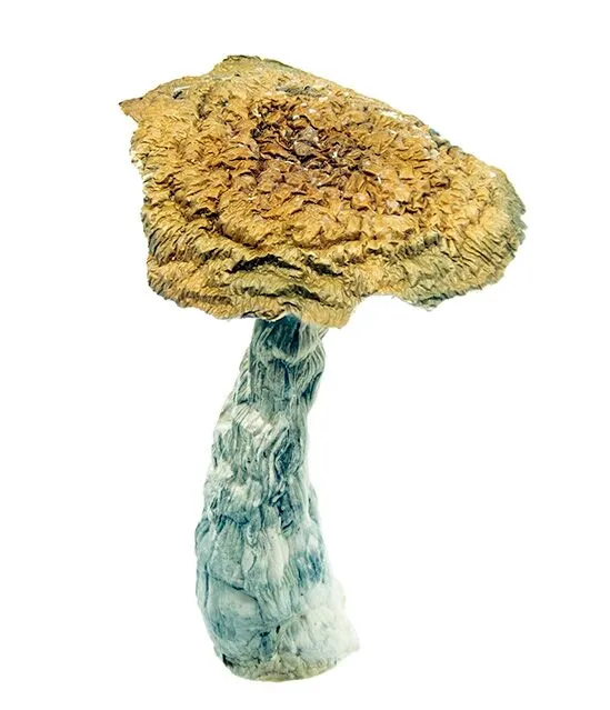 Trasher-PE-2-buy-magic-mushrooms-online-canada-3-amigos.webp