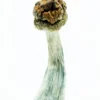 Buy Trinity Shrooms Online