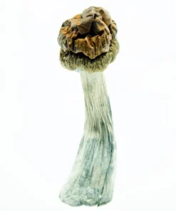 Buy Trinity Shrooms Online