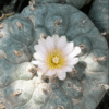 lophophora williamsii variety Jim Hogg county